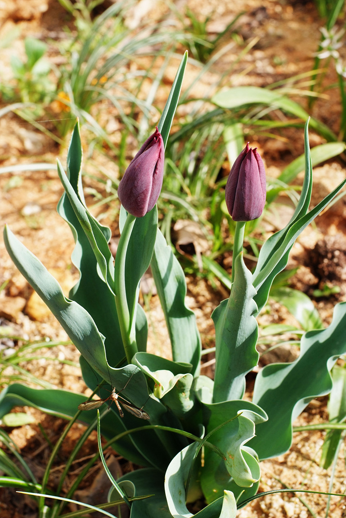튤립 - Tulip, Tulipa gesneriana