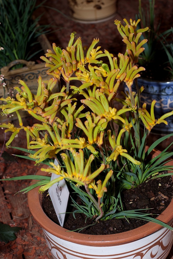 아나고잔서스 - Kangaroo paw, Anigozanthos Labill.