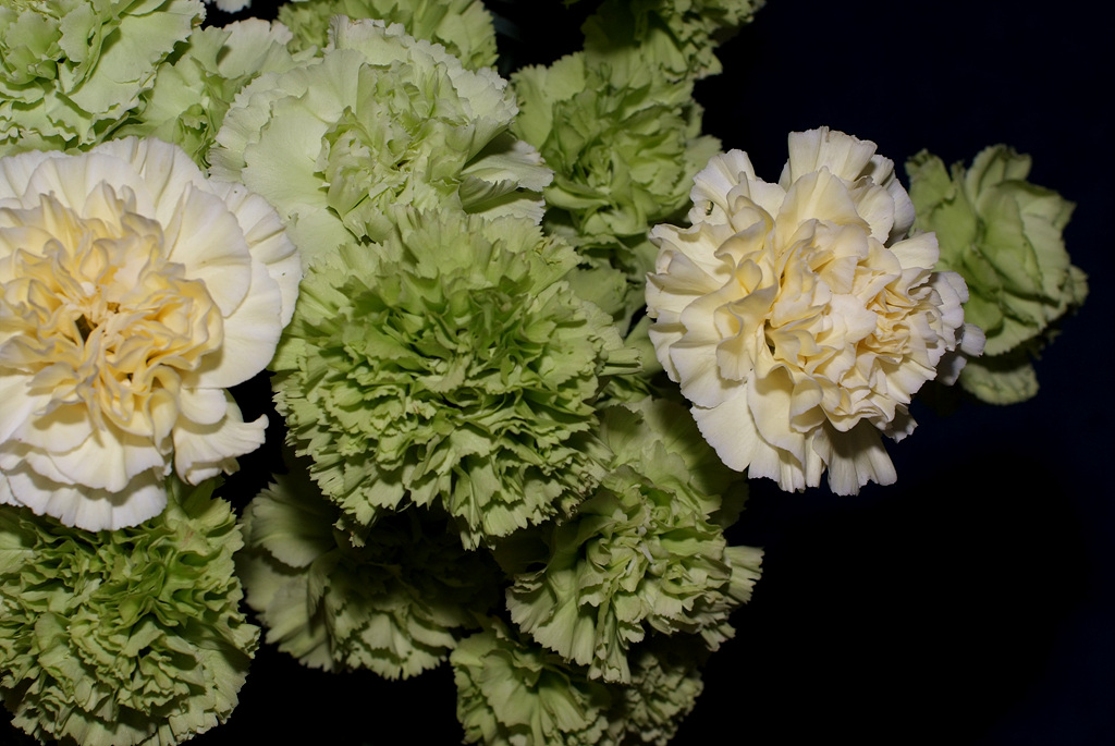 카네이션 - Bernard, Dianthus caryophyllus L.