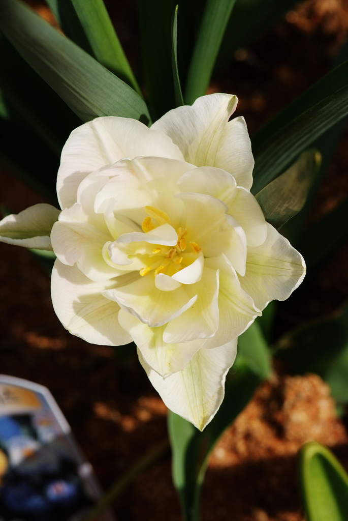 수선화 - daffodil, Narcissus tazetta var. chinensis