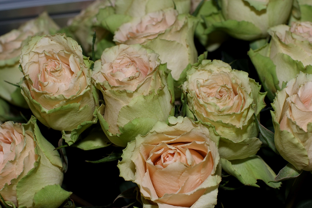 장미 - Rose, Rosa hybrida