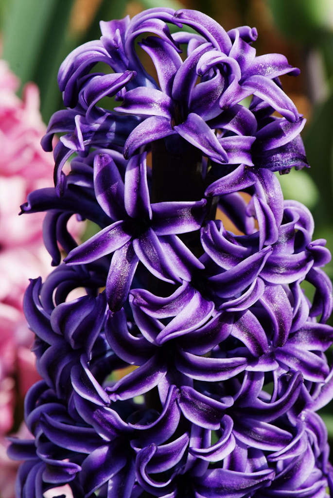 히아신스 - Hyacinth, Hyacinthus orientalis L.