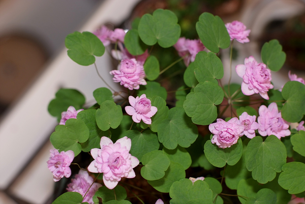 꿩의비름 - bryophyllum, Hylotelephium erythrostictum (Miq.) H.Ohba