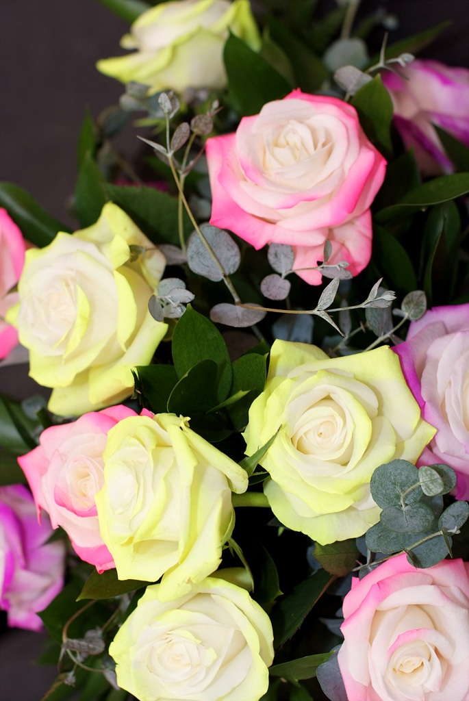 장미 - Rose, Rosa hybrida