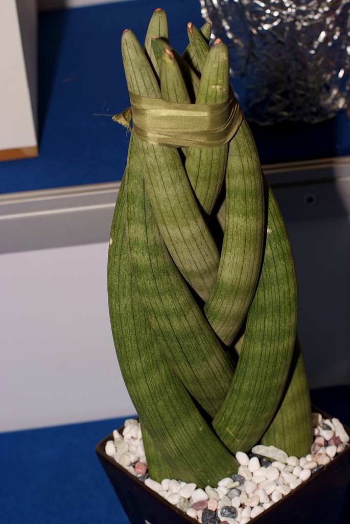 선인장 - Opuntia ficus-indica Mill.