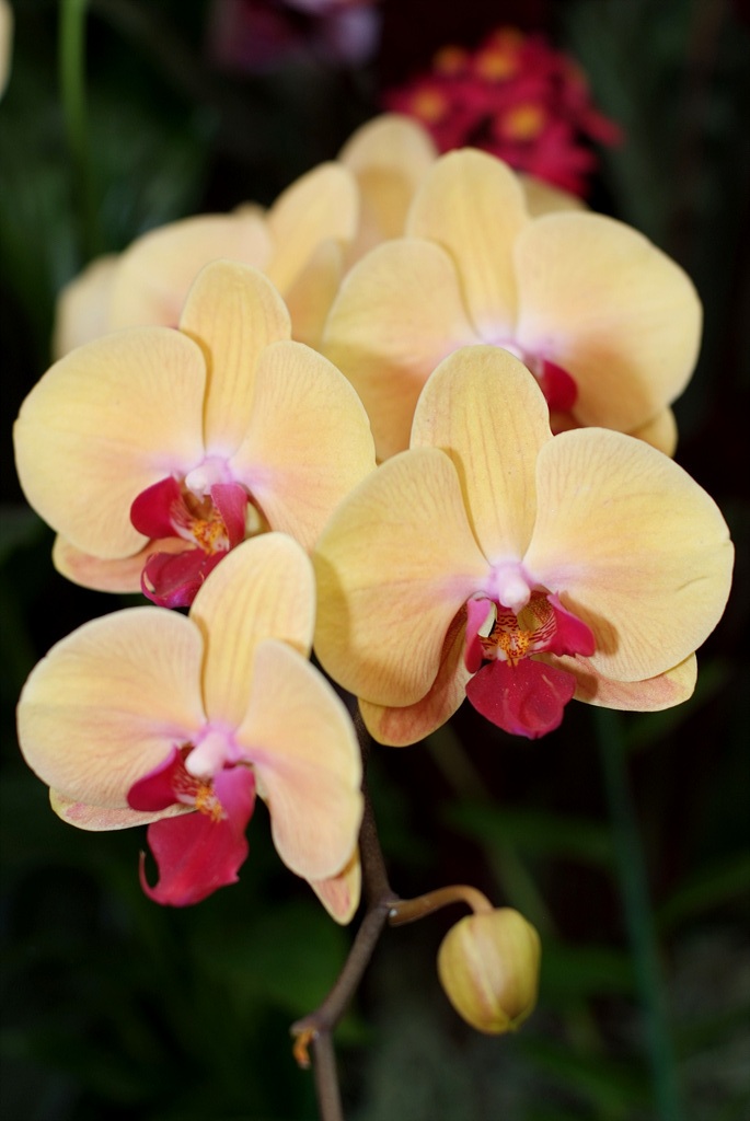 호접란 - Moth orchids, phalaenopsis