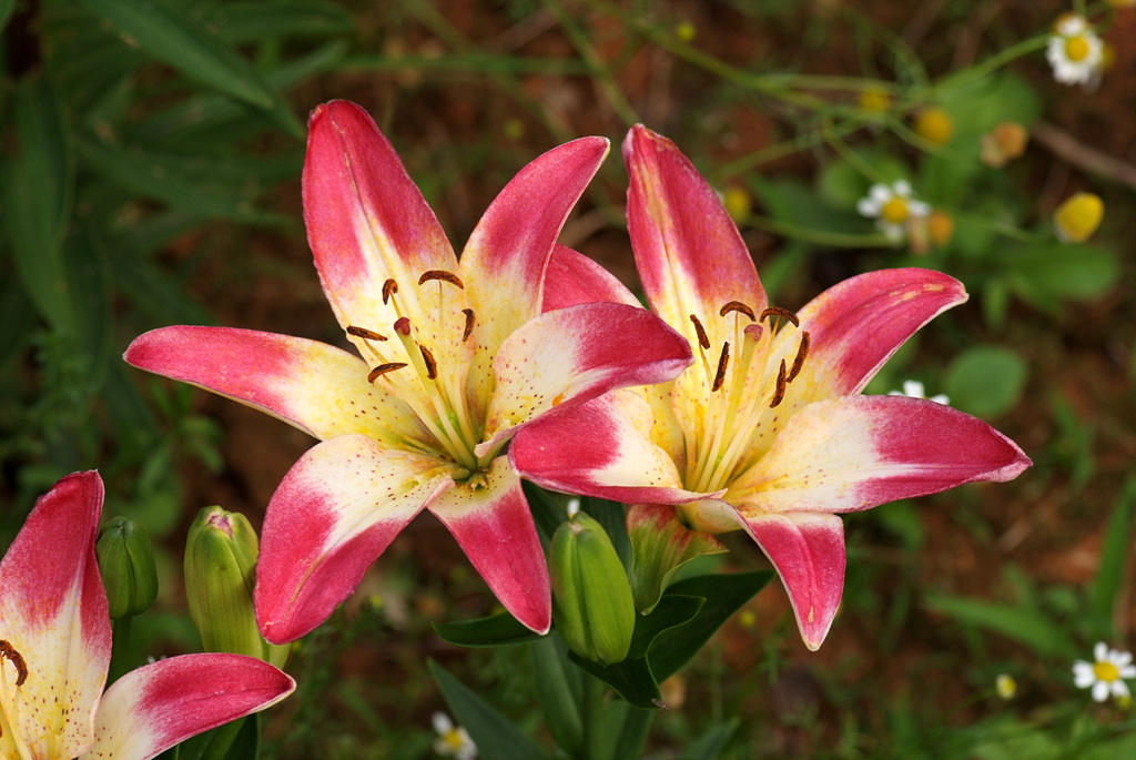 백합 - Lily, Lilium longiflorum Thunb.