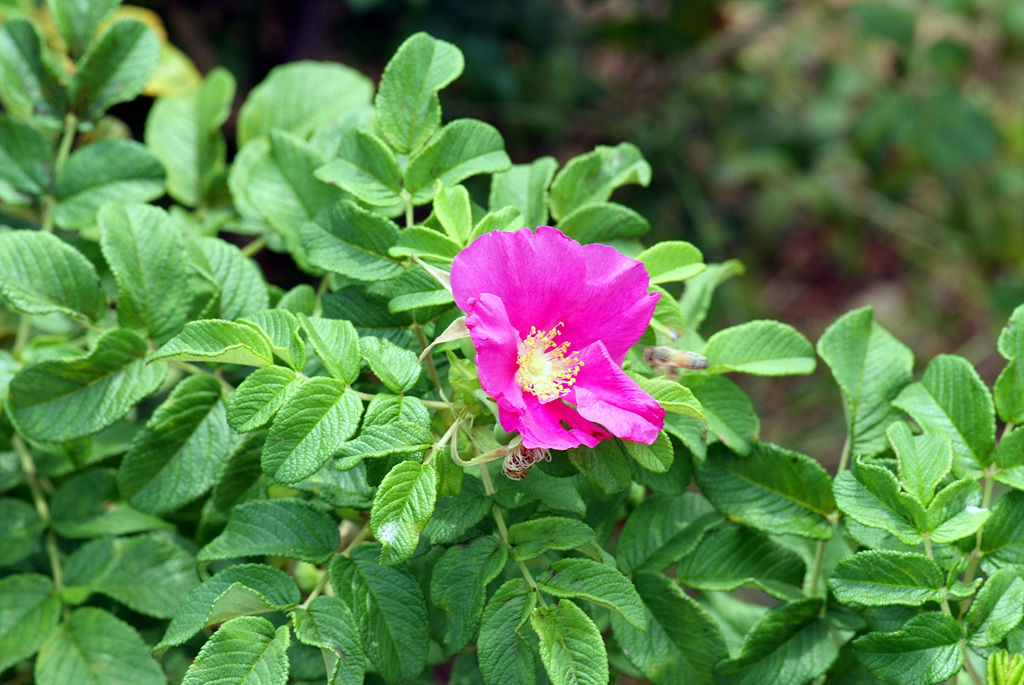 해당화 - 4ㅅ3ㅅ, Rosa rugosa