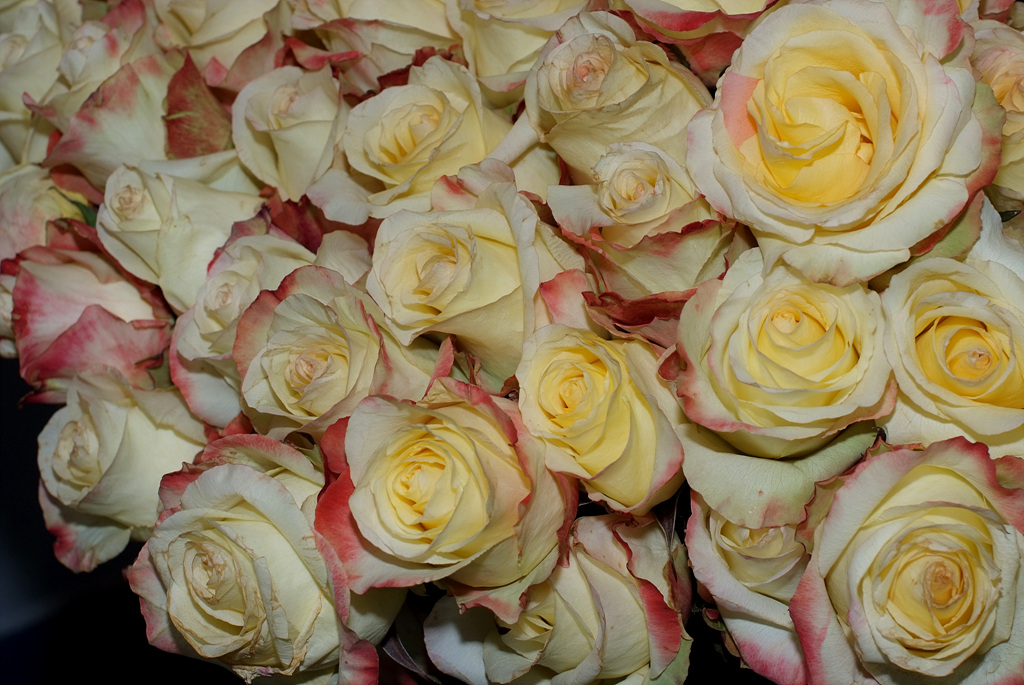 장미 - Rose, Rosa hybrida