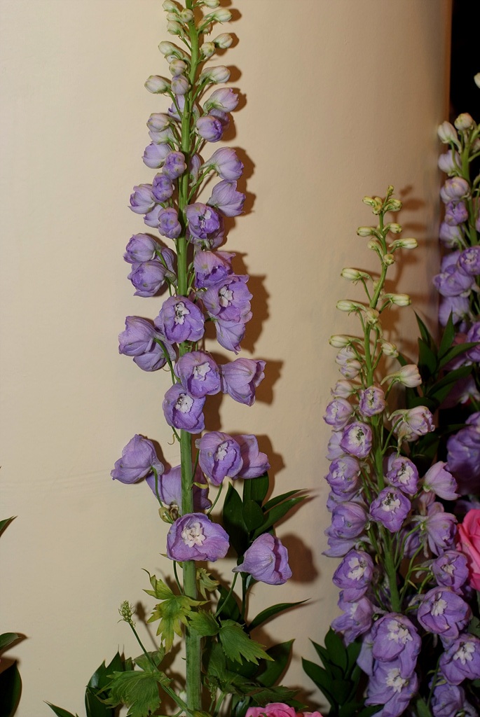 델피늄 - ajacis Earl Grey, Delphinium