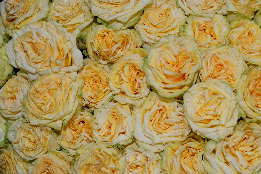 장미 - Rose, Rosa hybrida