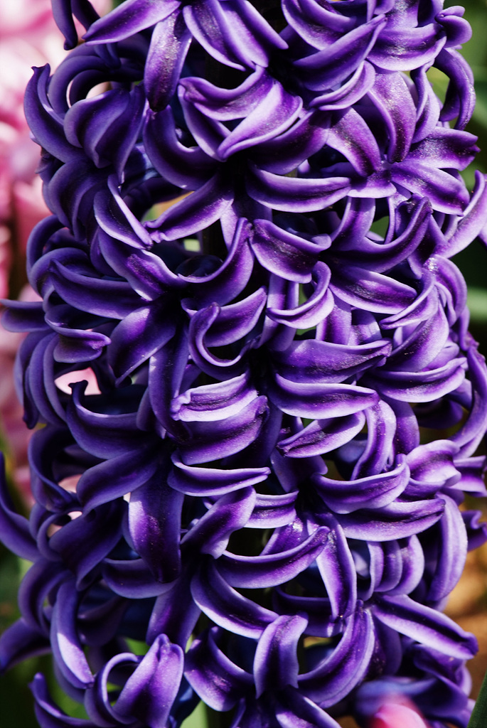 히아신스 - Hyacinth, Hyacinthus orientalis L.