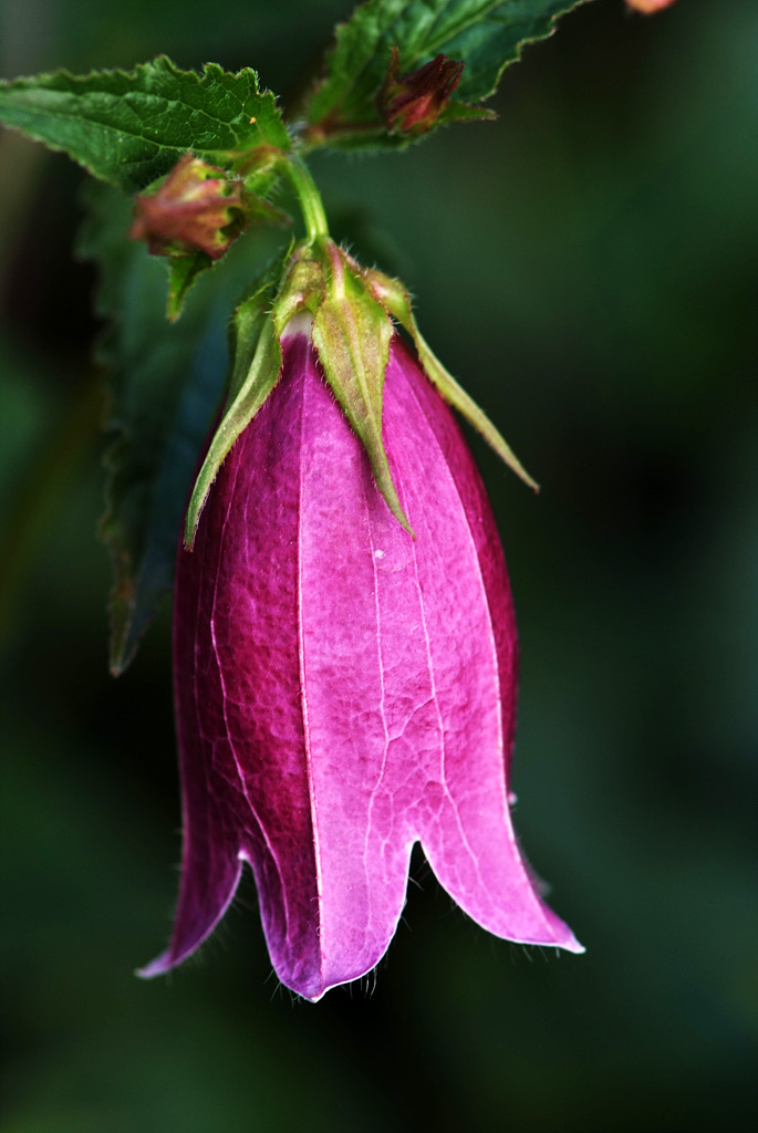 섬초롱꽃 - Campanula takesimana