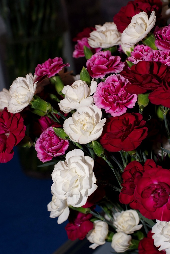 카네이션 - Bernard, Dianthus caryophyllus L.