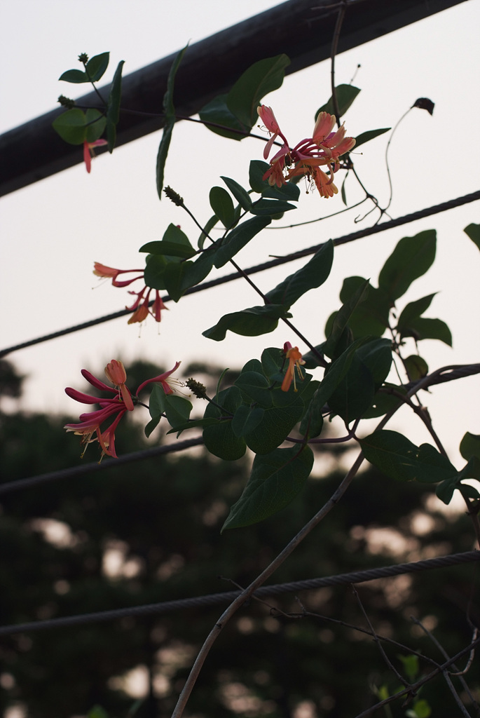 인동덩굴 - Lonicera japonica Thunb.