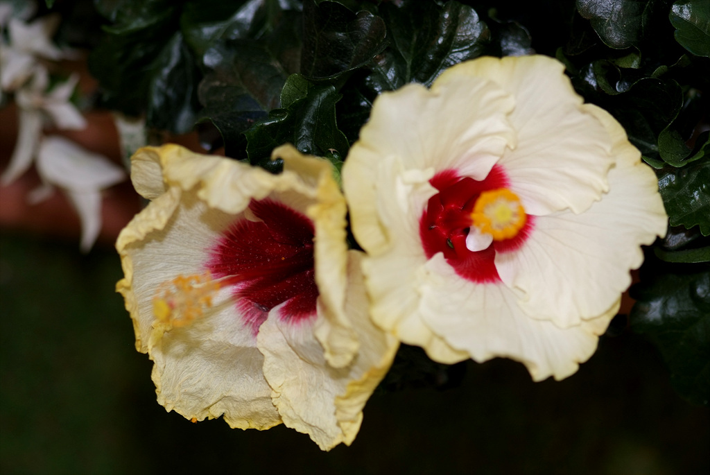 하와이무궁화 - hawaiian hibiscus, Hibiscus rosa-sinesis L.
