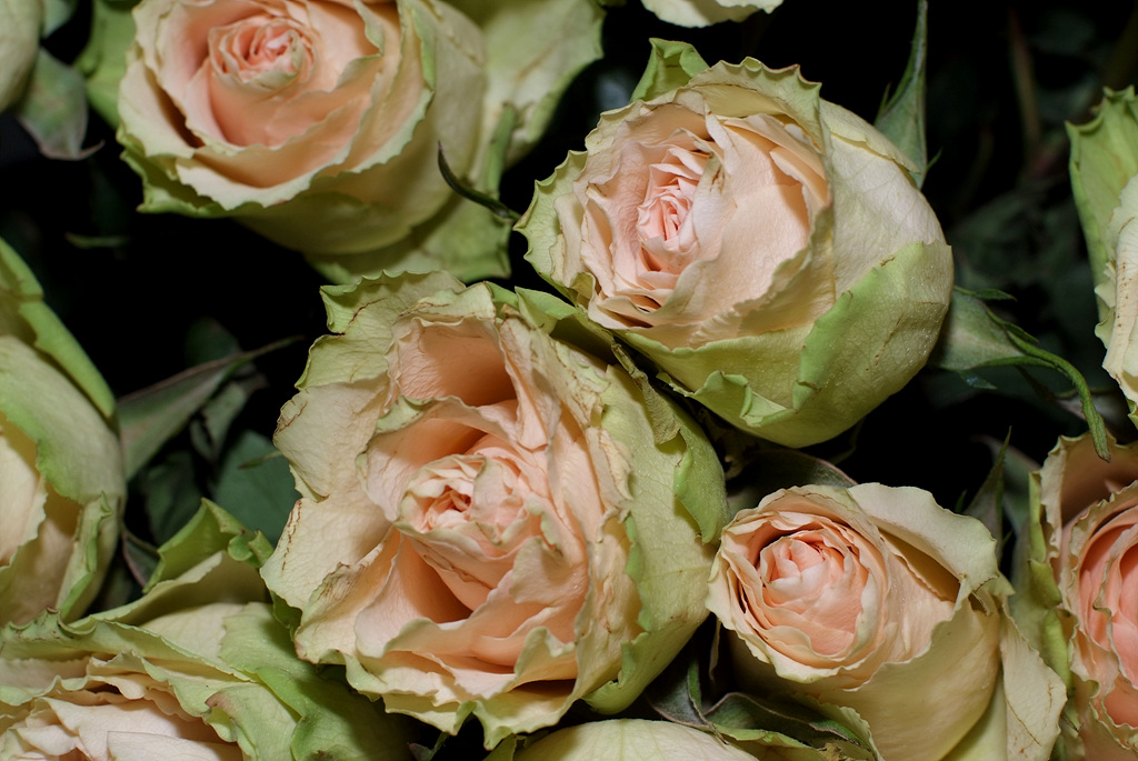 장미 - Rose, Rosa hybrida