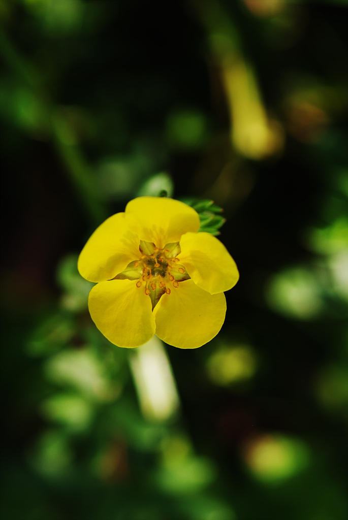 물싸리풀 - Potentilla bifurca var. glabrata Lehm.