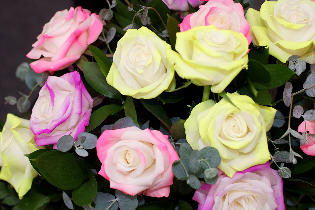 장미 - Rose, Rosa hybrida