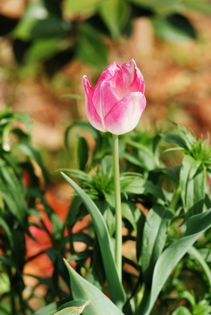 튤립 - Tulip, Tulipa gesneriana