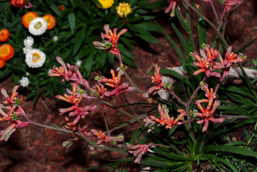 아나고잔서스 - Kangaroo paw, Anigozanthos Labill.