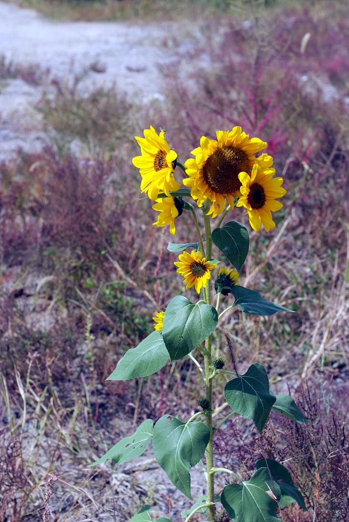 해바라기 - Sunflower, Helianthus annuus
