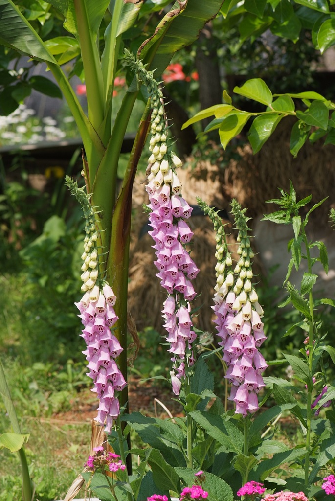 디기탈리스 - Digitalis, Digitalis purpurea L.