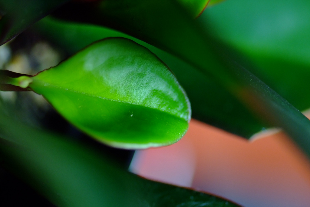 청페페 - Pepper Face, Peperomia obtusifolia
