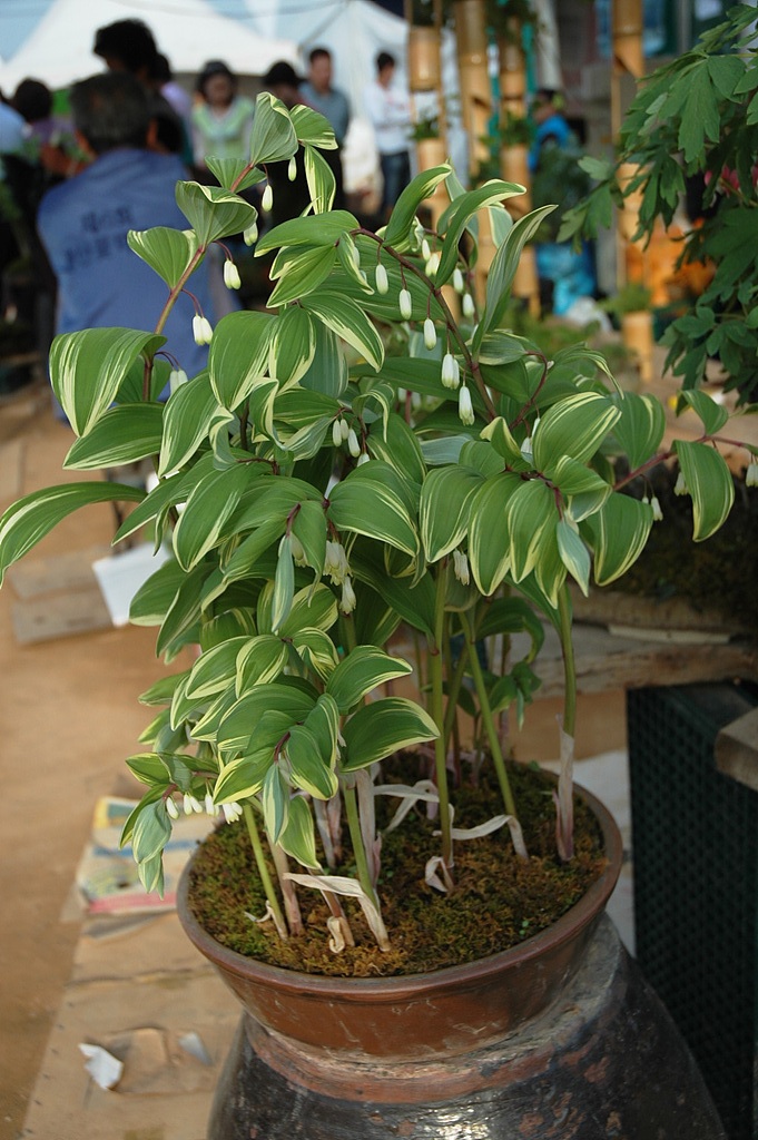 둥굴레 - ㅋㅋ, Polygonatum odoratum var.pluriflorum