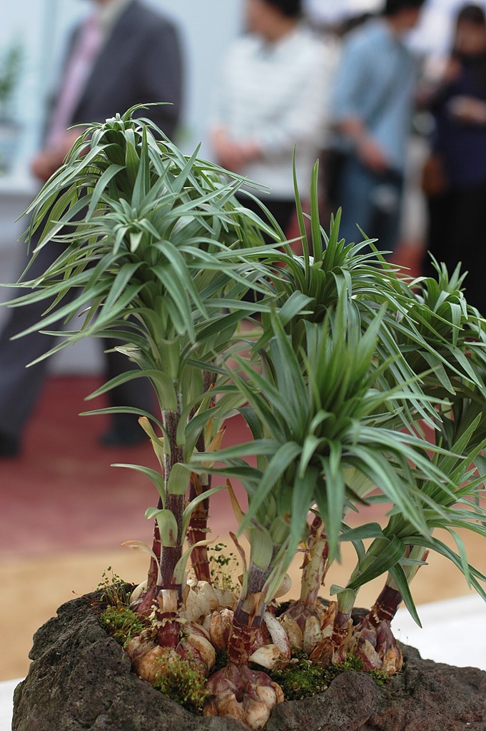 산마늘 - Allium victorialis var. platyphyllum