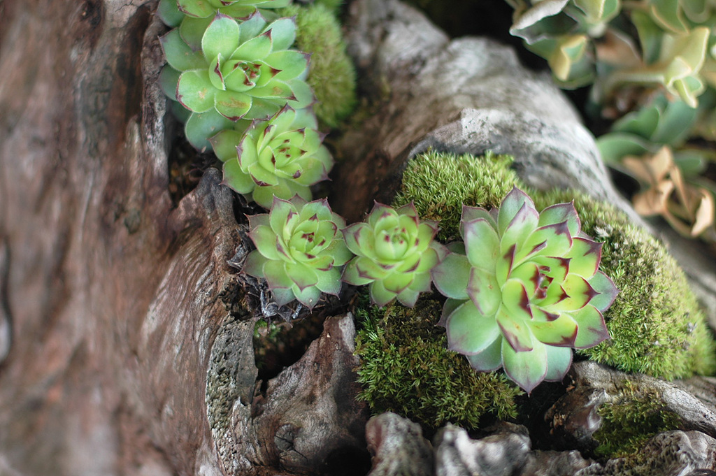 바위솔 - Orostachys japonica