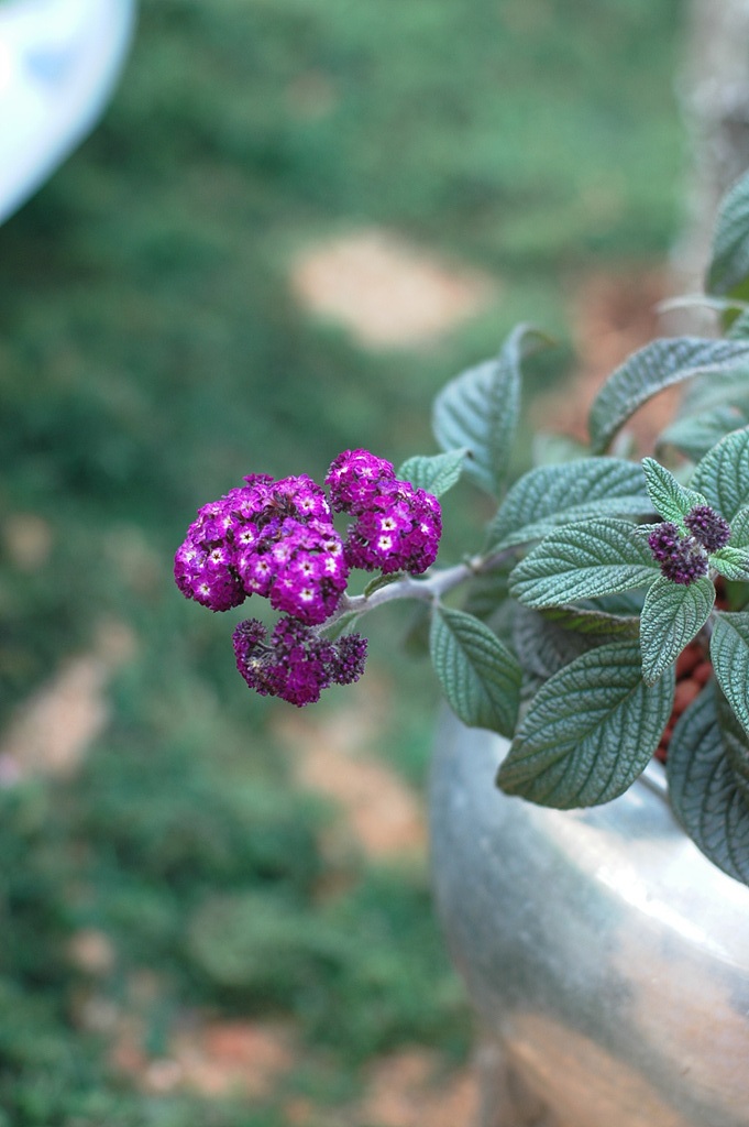 헬리오트롭 - Heliotropium peruviana, Heliotropium arborescens