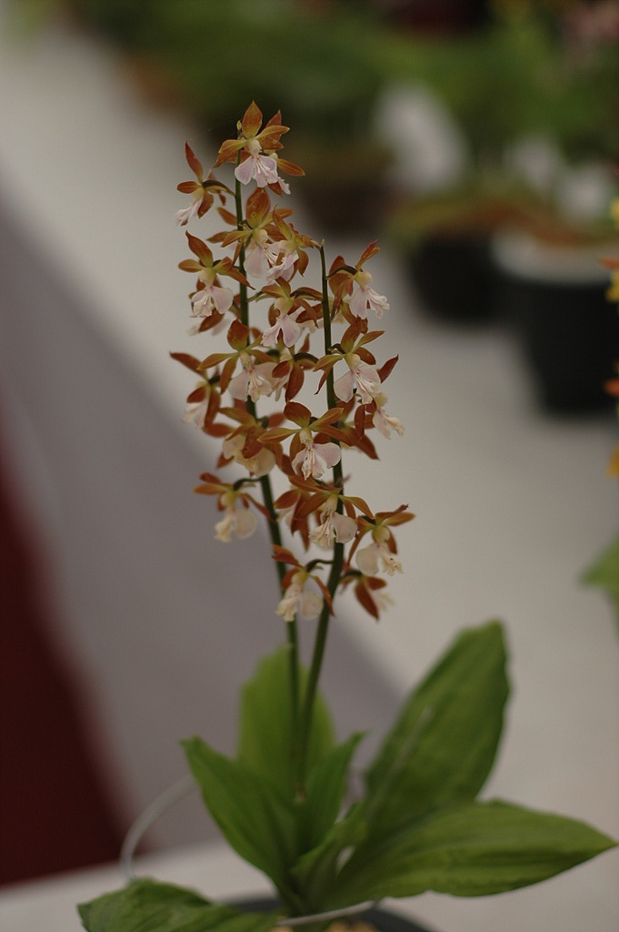 새우난초 - Calanthe discolor Lindl.