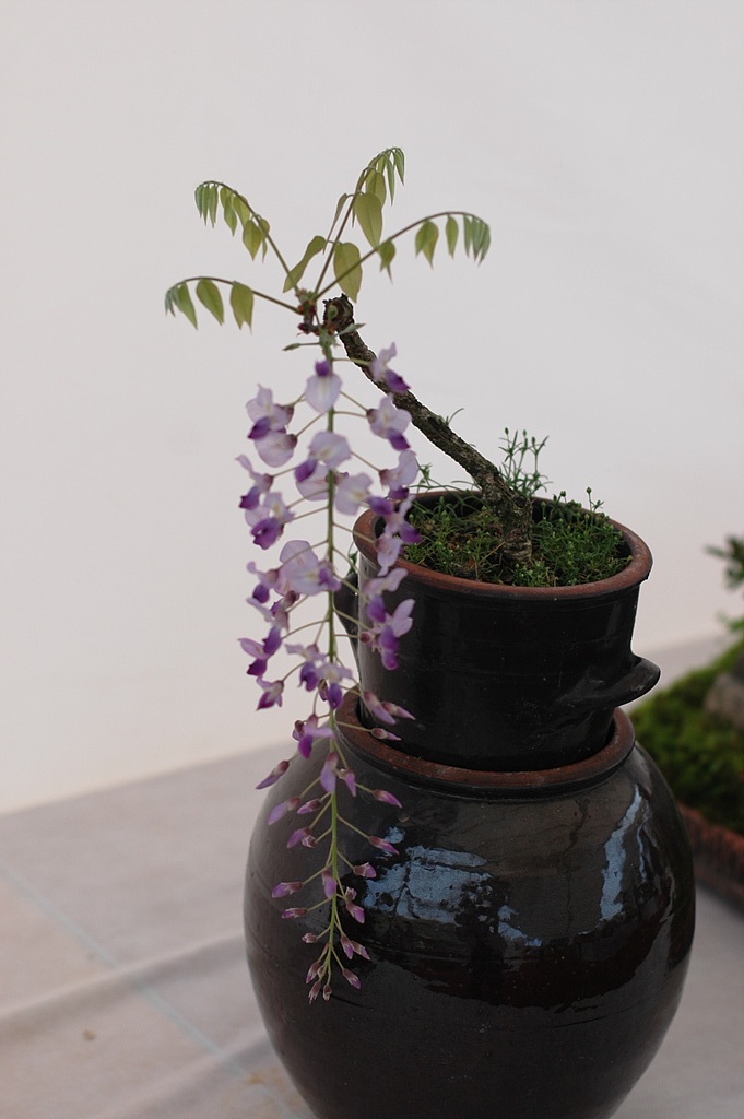 등나무 - Japanese Wisteria, Wisteria floribunda (Willd.) DC. for. floribunda