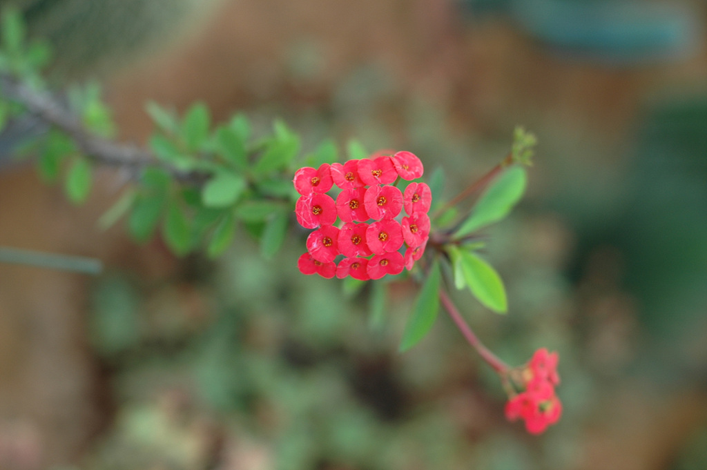 꽃기린 - Crown of Thorns, Euphorbia milii var. splenden