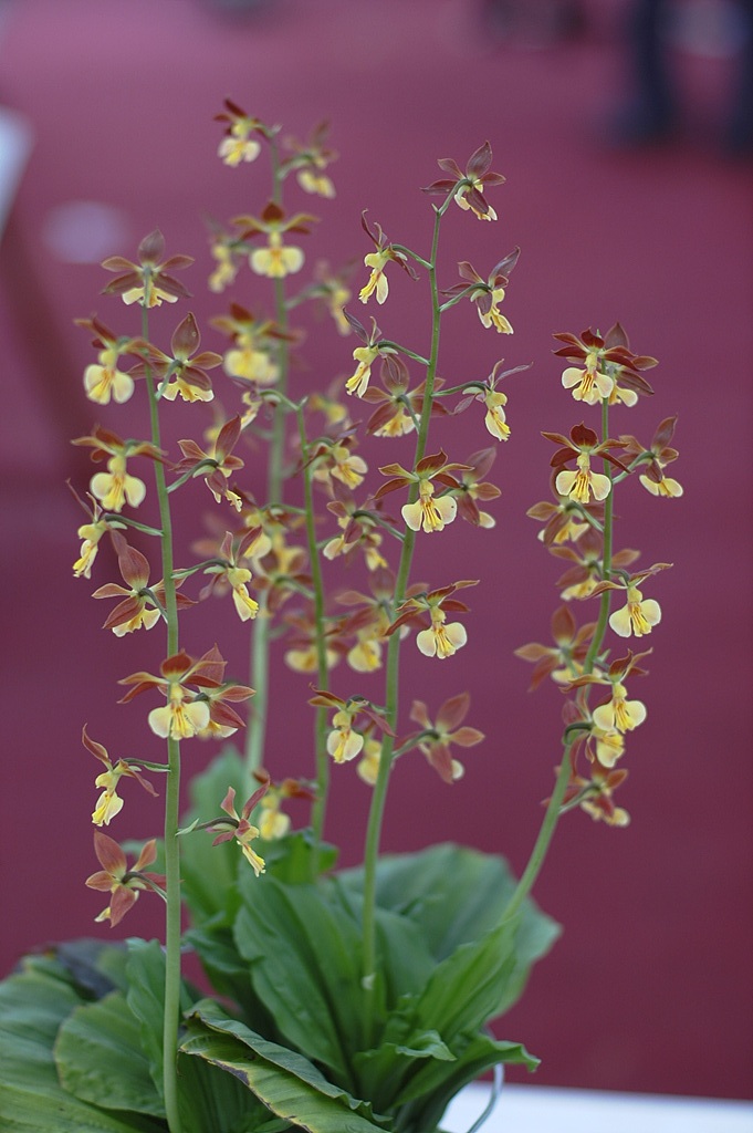 새우난초 - Calanthe discolor Lindl.