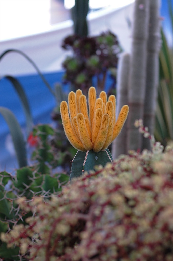 선인장 - Opuntia ficus-indica Mill.