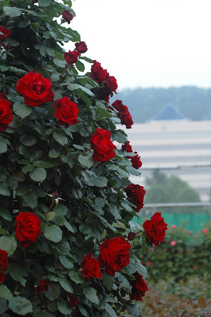 장미 - Rose, Rosa hybrida