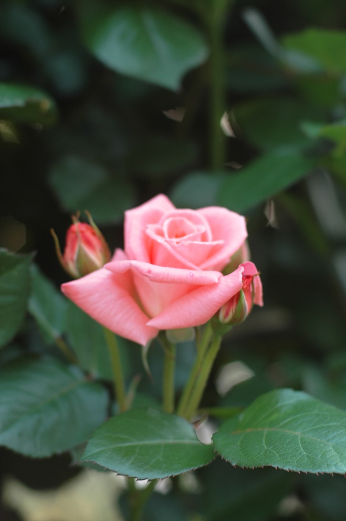 장미 - Rose, Rosa hybrida