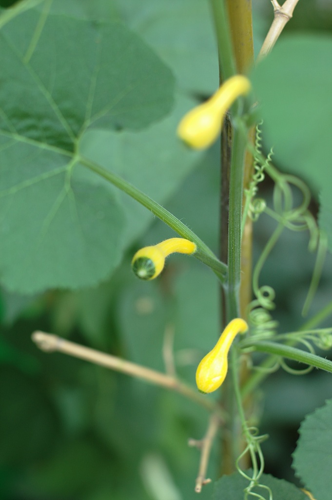 호박 - squash, Cucurbita moschata Duchesne