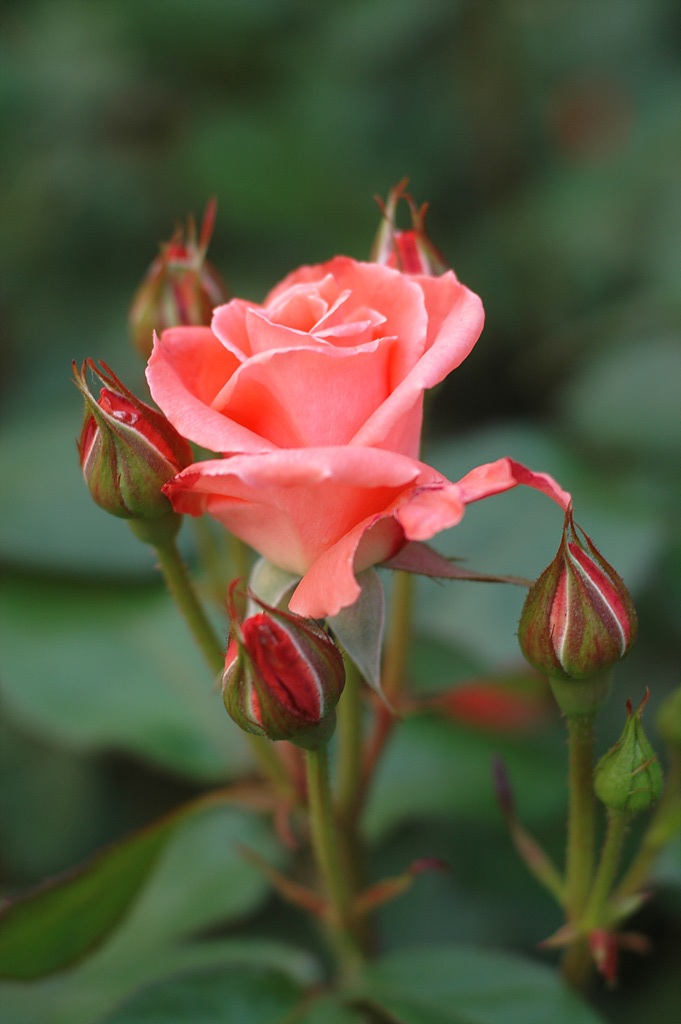 장미 - Rose, Rosa hybrida