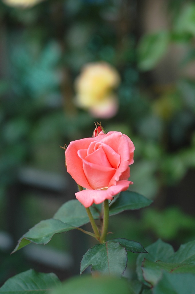 장미 - Rose, Rosa hybrida