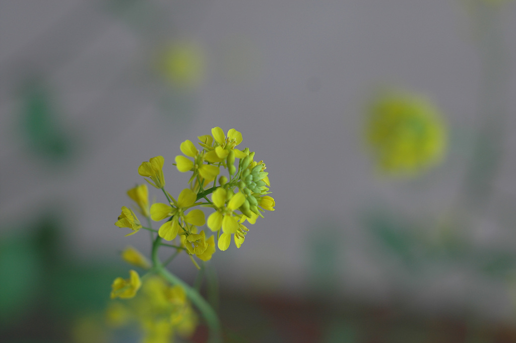 유채꽃 - Siberian kale, Brassica napus