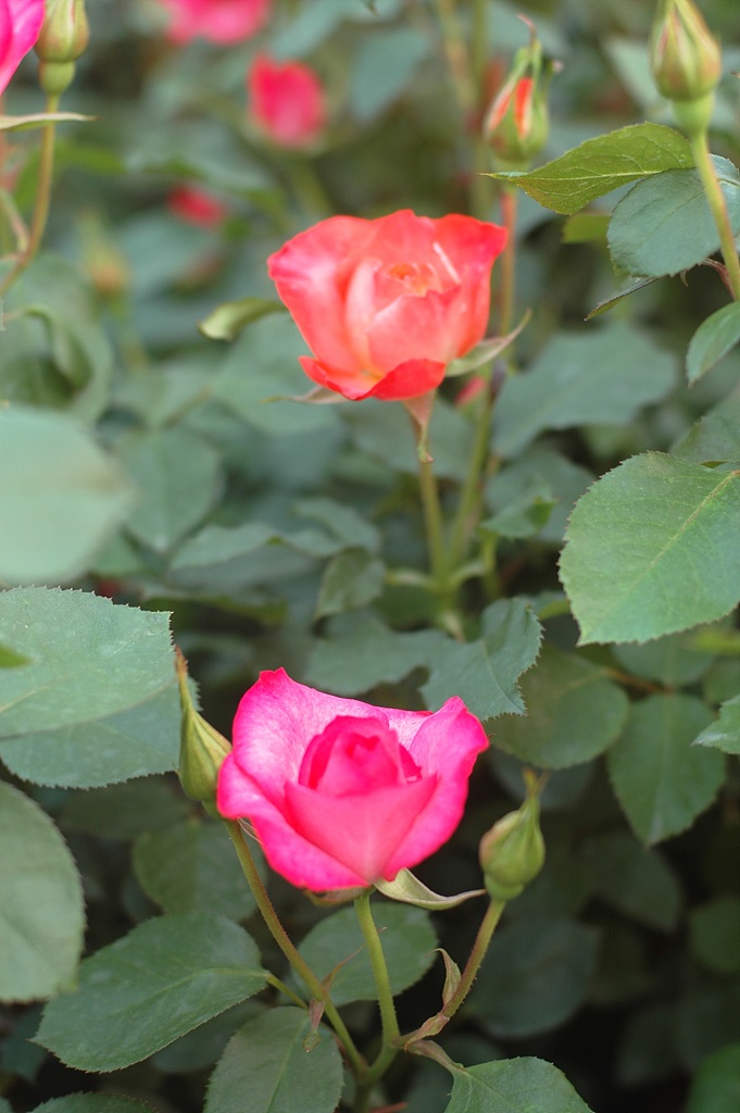 장미 - Rose, Rosa hybrida