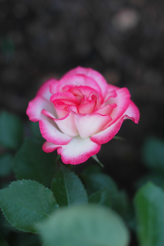 장미 - Rose, Rosa hybrida