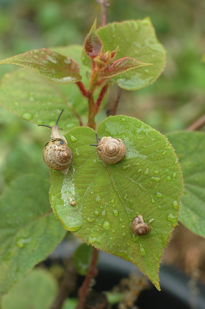 다래 - Actinidia arguta (Siebold & Zucc.) Planch. ex Miq. var. arguta