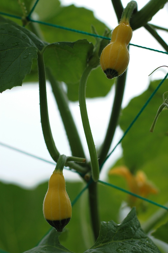 호박 - squash, Cucurbita moschata Duchesne