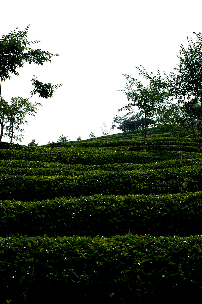 차나무 - camellia, Camellia sinensis L.