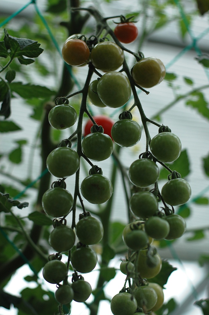 토마토 - Lycopersicon esculentum Mill, Lycopersicon esculentum Mill.