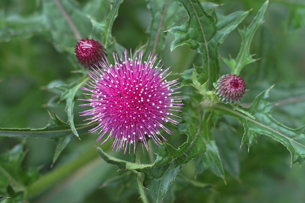 엉겅퀴 - Cirsium japonicum var. ussuriense